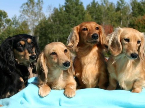 dachshund_family